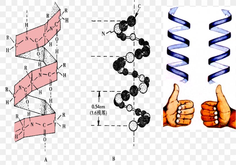Helix Protein Secondary Structure Peptide Amino Acid, PNG, 1266x888px, Helix, Alpha Helix, Amino Acid, Chirality, Diagram Download Free