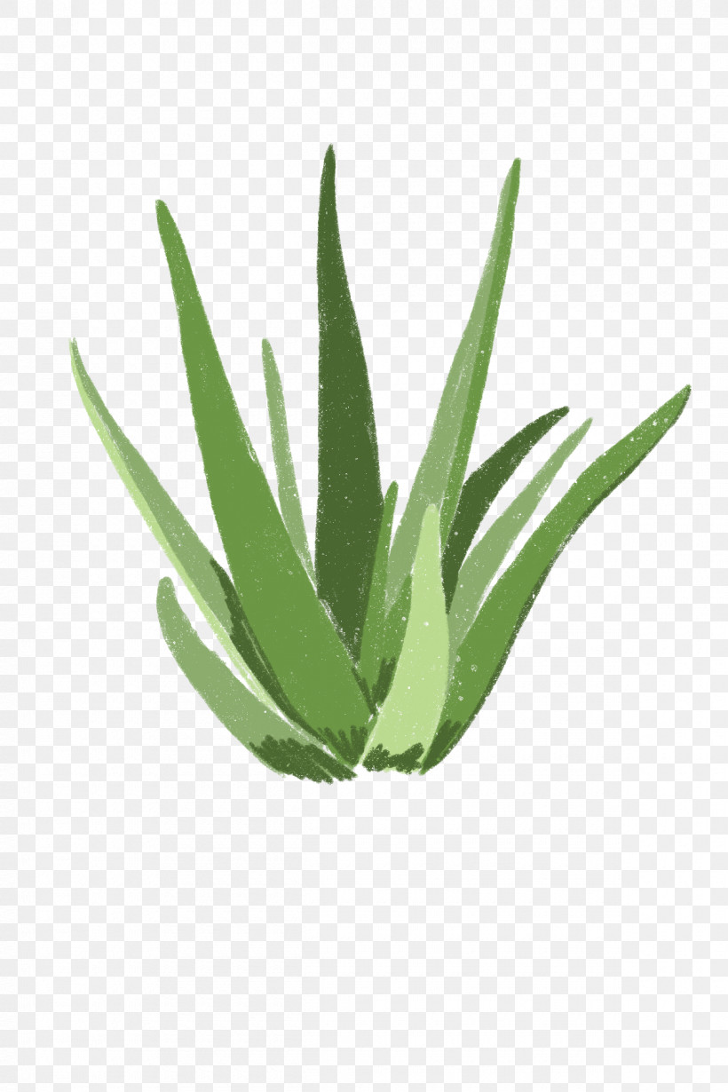 Plant Leaf Aloe Agave Flower, PNG, 1200x1800px, Plant, Agave, Agave Azul, Aloe, Flower Download Free