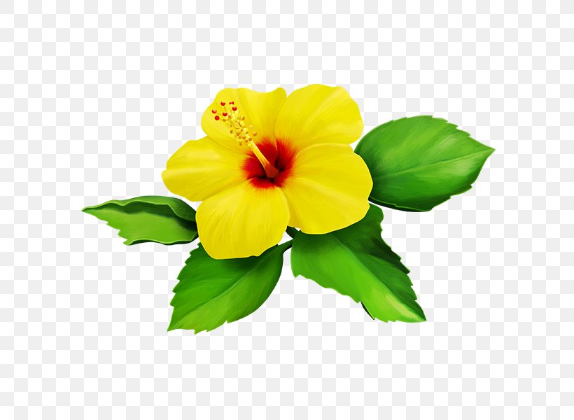 Shoeblackplant Yellow Flower Clip Art, PNG, 600x600px, Shoeblackplant, Annual Plant, Chinese Hibiscus, Color, Flower Download Free