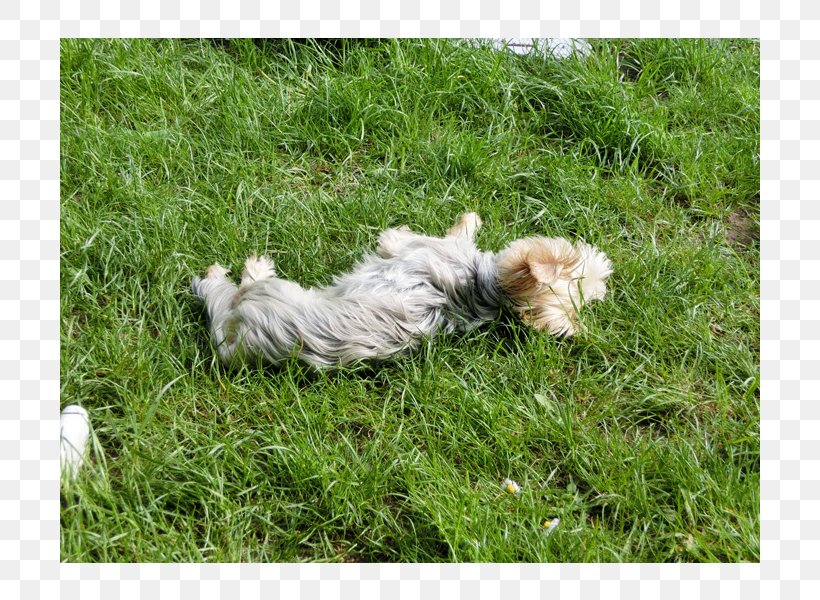 Cairn Terrier Glen Havanese Dog Shih Tzu Dog Breed, PNG, 800x600px, Cairn Terrier, Breed, Cairn, Carnivoran, Crossbreed Download Free