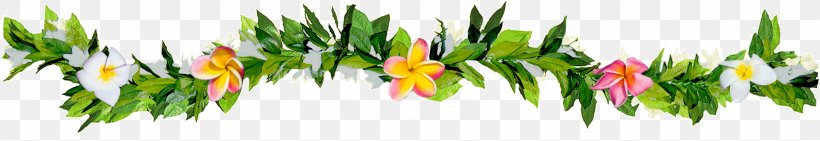 Maui Lei Frangipani Photography Plant Stem, PNG, 1694x293px, Maui, Commodity, Flower, Flowering Plant, Frangipani Download Free