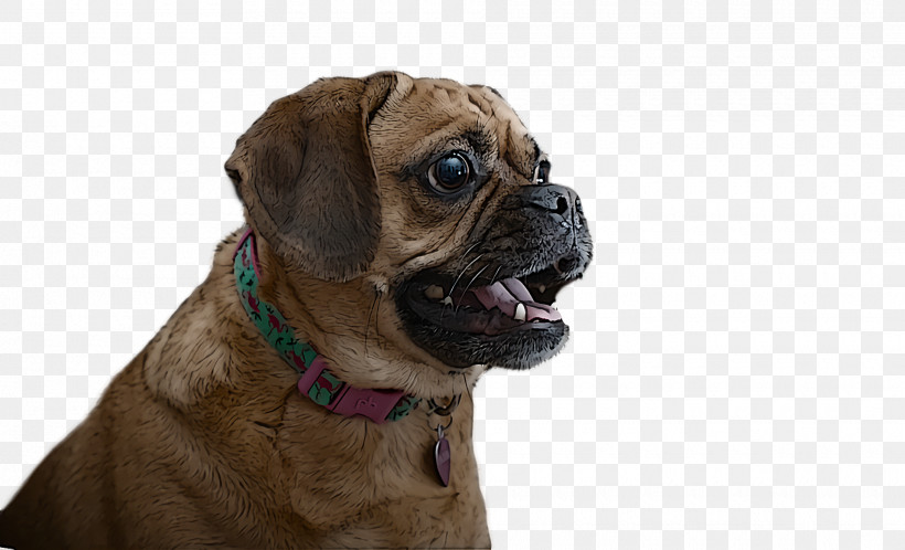 Puggle Pug Bullmastiff Snout Dog Collar, PNG, 1920x1168px, Puggle, Breed, Bullmastiff, Collar, Companion Dog Download Free