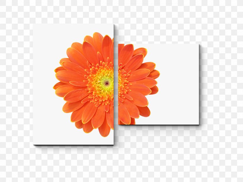 Transvaal Daisy Shutterstock Stock Photography Vector Graphics Royalty-free, PNG, 1400x1050px, Transvaal Daisy, Chrysanthemum, Chrysanths, Daisy Family, Flower Download Free
