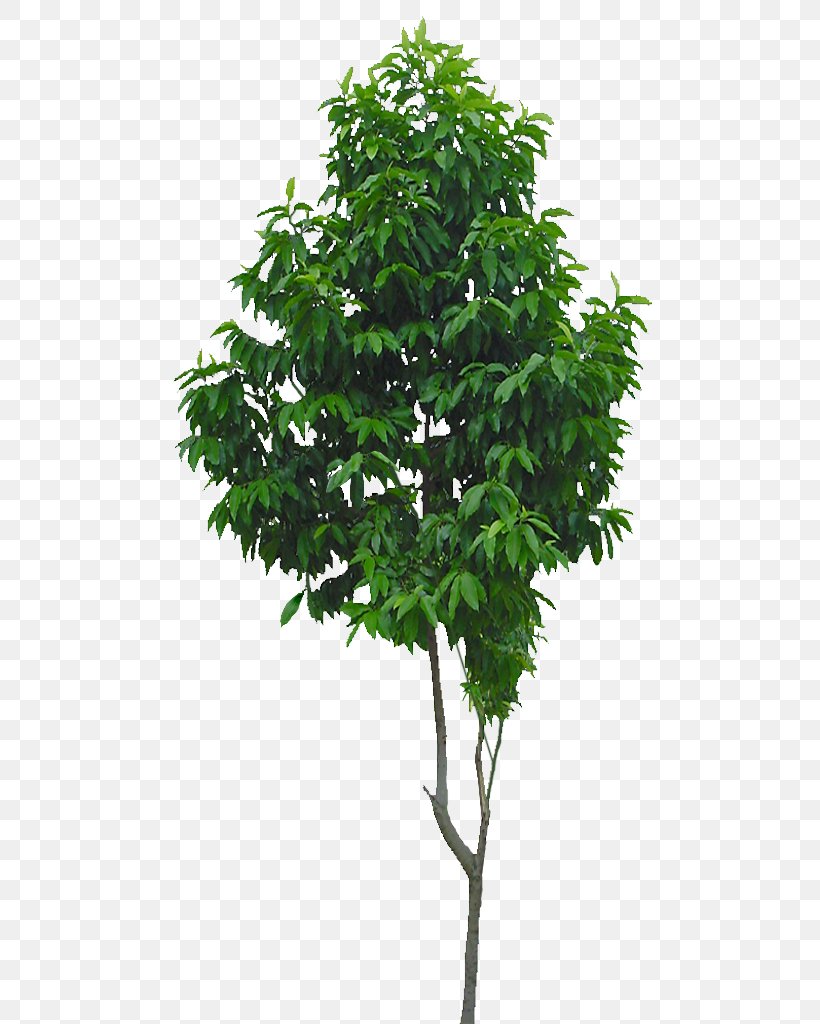 Branch Evergreen Tree, PNG, 512x1024px, Branch, Evergreen, Flowerpot, Green, Houseplant Download Free