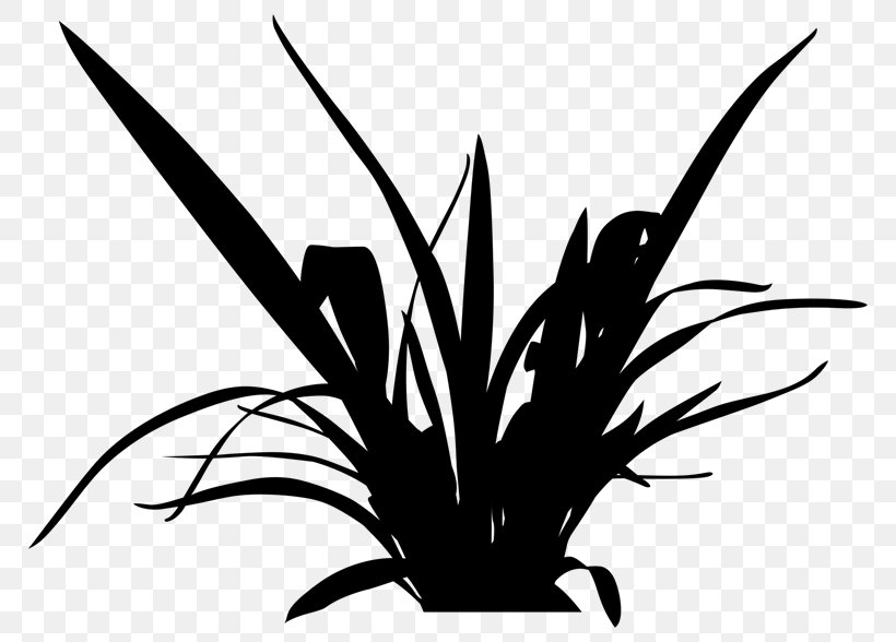 Clip Art Grasses Graphic Design Leaf Plant Stem, PNG, 768x588px, Grasses, Agave, Aloe, Blackandwhite, Botany Download Free