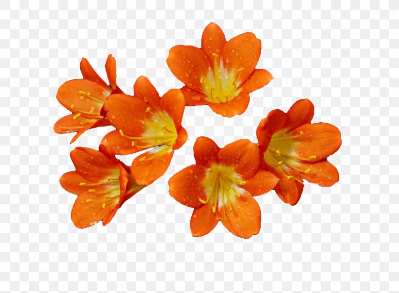 Cut Flowers Orange S.A., PNG, 900x664px, Cut Flowers, Flower, Flowering Plant, Orange, Orange Sa Download Free
