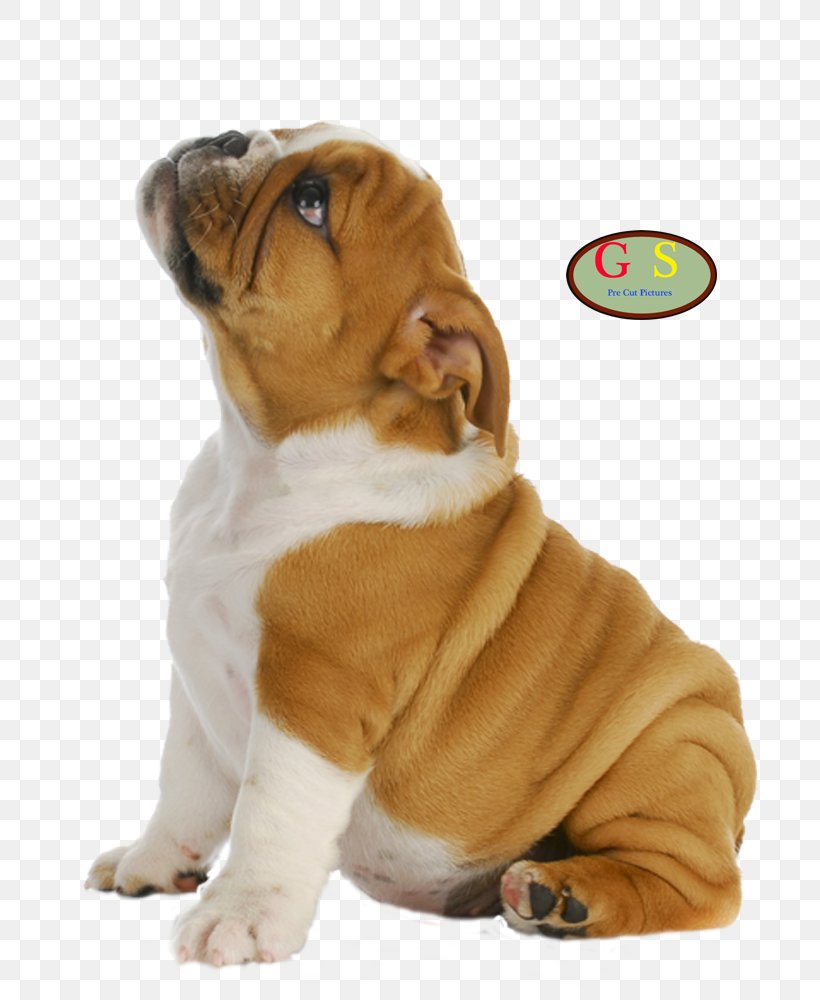 French Bulldog Puppy Cavalier King Charles Spaniel Old English Bulldog, PNG, 800x1000px, Bulldog, American Bulldog, American Kennel Club, Animal, British Bulldogs Download Free
