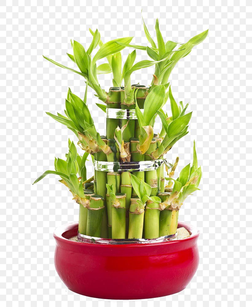 Lucky Bamboo Perennial Plant Tree, PNG, 662x1000px, Lucky Bamboo, Bamboo, Bonsai, Dracaena, Flowerpot Download Free