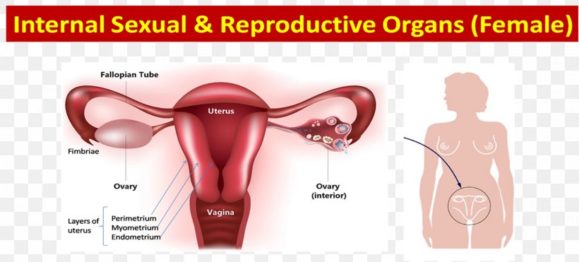 Ovary Female Reproductive System Progesterone Estrogen, PNG, 1528x692px, Watercolor, Cartoon, Flower, Frame, Heart Download Free