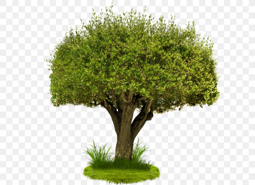 Tree Desktop Wallpaper Download Clip Art, PNG, 1024x746px, Tree, Display Resolution, Flowerpot, Grass, Highdefinition Television Download Free