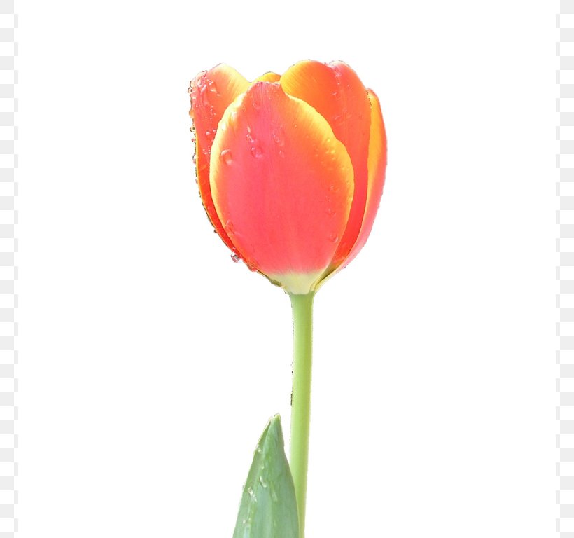 Tulip Flower Clip Art, PNG, 768x768px, Tulip, Bud, Close Up, Cut Flowers, Drawing Download Free