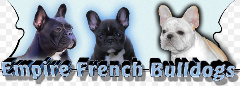 Boston Terrier French Bulldog Dog Breed, PNG, 1300x467px, Boston Terrier, Boston, Breed, Bulldog, Carnivoran Download Free