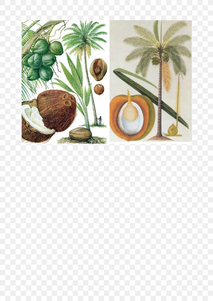 Botanical Illustration Botany Coconut Plant, PNG, 1653x2339px, Botanical Illustration, Biology, Botany, Coconut, Description Download Free