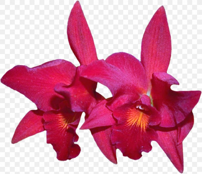 Cattleya Labiata Cut Flowers Laelia Orchids, PNG, 1111x961px, Cattleya Labiata, Cattleya, Cattleya Orchids, Cut Flowers, Dendrobium Download Free