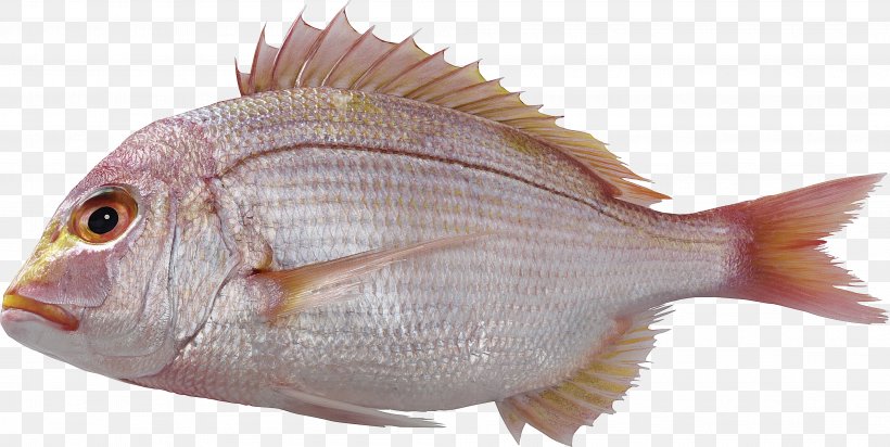 Papua New Guinea Aquaculture Of Tilapia Common Carp, PNG, 3996x2008px, Fish, Animal Source Foods, Button, Fauna, Fish Products Download Free
