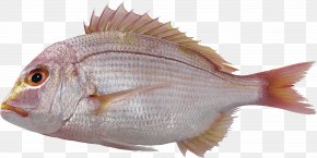 Red Snapper Fish, HD Png Download is free transparent png image. To explore  more similar hd image on PNGitem.