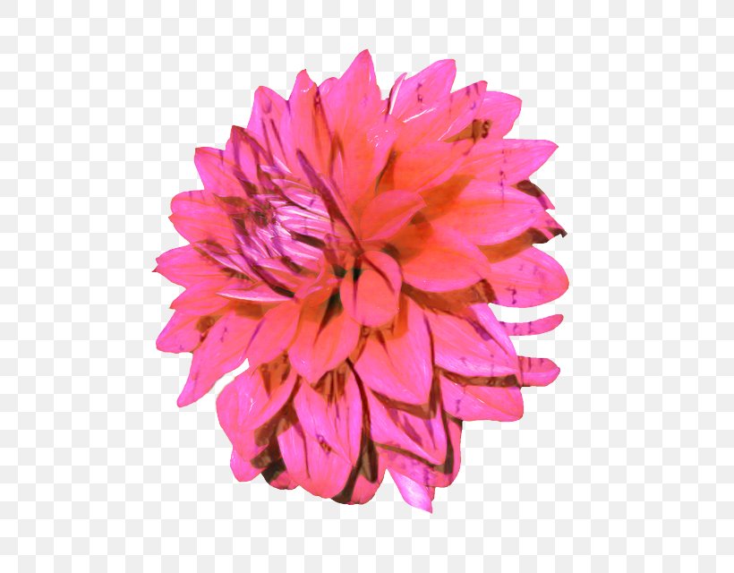 Dahlia Chrysanthemum Cut Flowers Plants Petal, PNG, 584x640px, Dahlia, Annual Plant, Artificial Flower, Chrysanthemum, Chrysanths Download Free