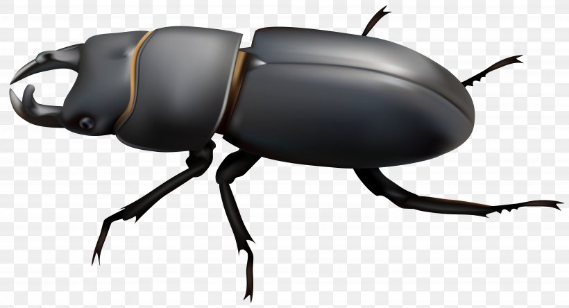 Dung Beetle Stag Beetle Clip Art, PNG, 8000x4339px, Beetle, Arthropod, Drawing, Dung Beetle, Insect Download Free