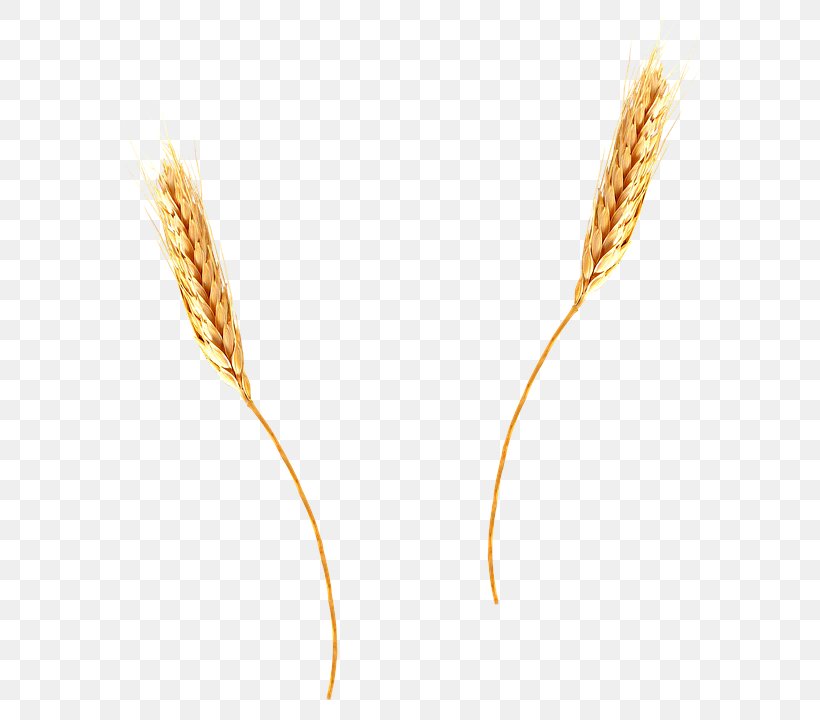 Wheat Download Grain, PNG, 631x720px, Common Wheat, Agriculture, Barley, Cereal, Commodity Download Free