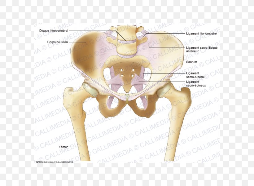 Bone Iliopectineal Line Pelvis Ligament Anatomy, PNG, 600x600px, Watercolor, Cartoon, Flower, Frame, Heart Download Free
