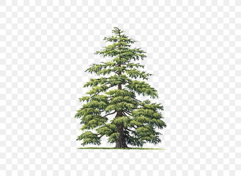 Cedrus Atlantica Deodar Cedar Atlas Mountains Cedrus Libani Tree, PNG, 600x600px, Cedrus Atlantica, Arborvitae, Atlas Mountains, Biome, Branch Download Free