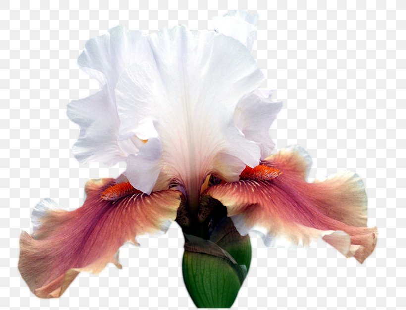 Clip Art Irises Ohio Cut Flowers, PNG, 800x626px, Irises, Animation, Art, Art Museum, Cattleya Download Free