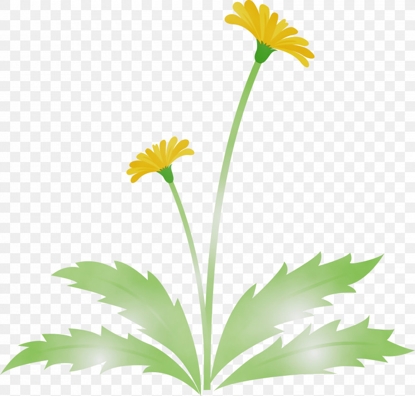 Daisy, PNG, 3000x2864px, Dandelion Flower, Camomile, Chamomile, Daisy, Daisy Family Download Free