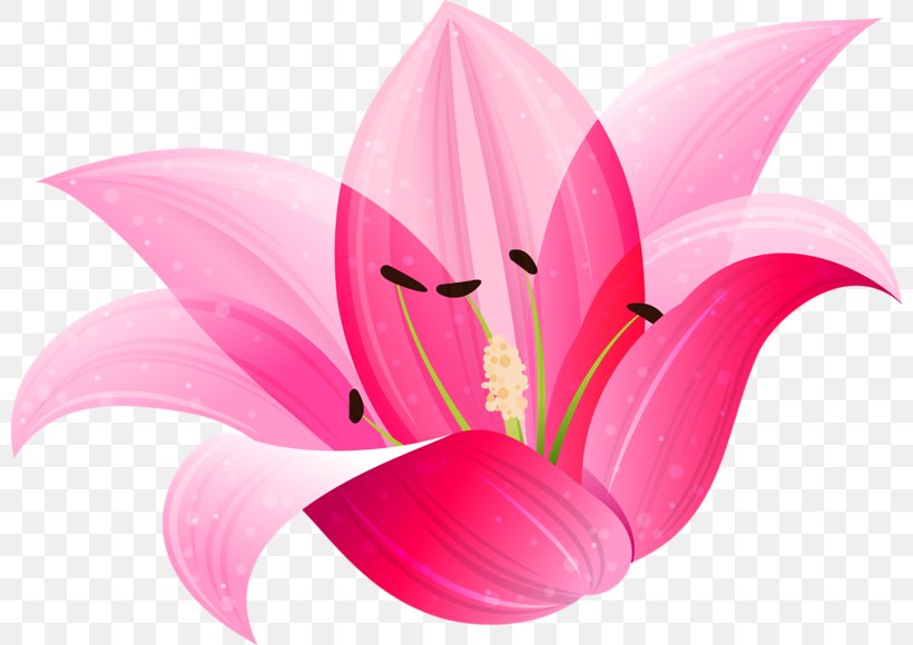 Lilium Flower Clip Art, PNG, 800x580px, Lilium, Aquatic Plant, Close Up, Cut Flowers, Drawing Download Free