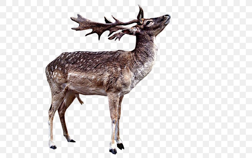 Reindeer Red Deer White-tailed Deer Elk, PNG, 640x516px, Reindeer, Animaatio, Animal, Animation, Antler Download Free