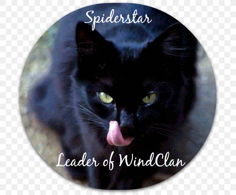 Black Cat Domestic Short-haired Cat Whiskers Mumbai, PNG, 712x677px, Black Cat, Black, Bombay, Cat, Cat Like Mammal Download Free