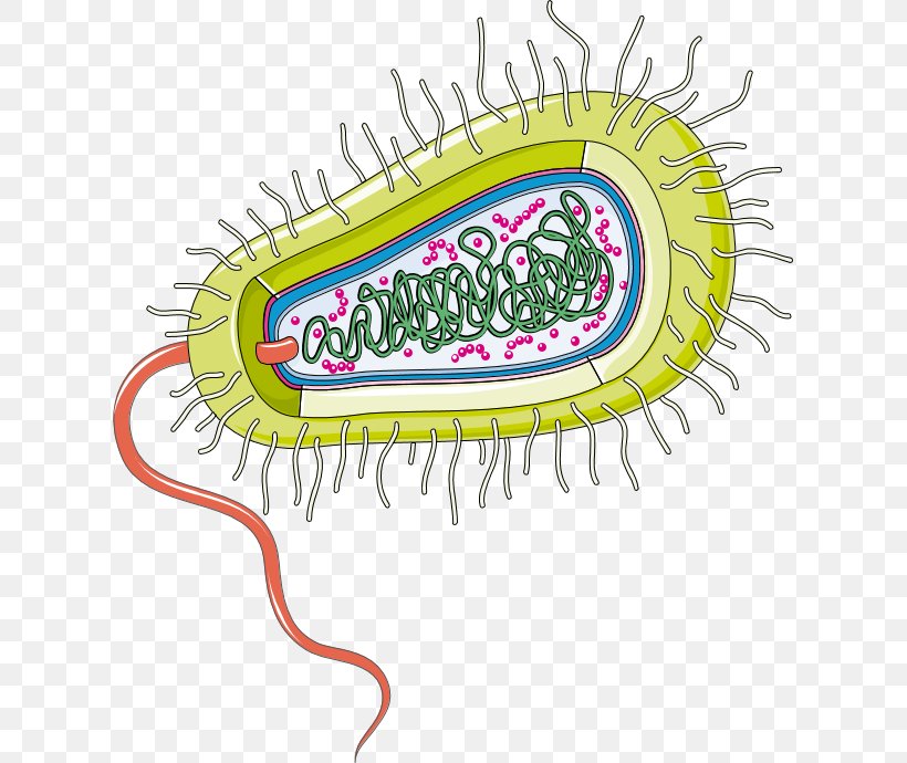 Group A Streptococcus Bacteria Gut Flora Infectious Disease Infection, PNG, 615x690px, Group A Streptococcus, Antibiotics, Bacteria, Disease, Drawing Download Free