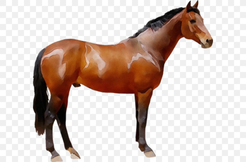 Horse Animal Figure Sorrel Stallion Mare, PNG, 600x540px, Watercolor, Animal Figure, Horse, Liver, Mane Download Free
