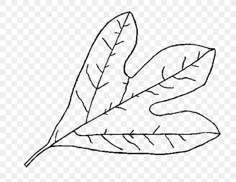 Leaf Drawing Plants Deciduous Image, PNG, 1181x909px, Leaf, Area, Art, Artwork, Autumn Download Free
