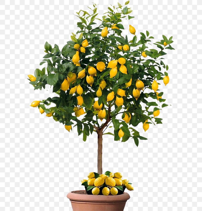 Lemon Fruit Citrus × Sinensis Mandarin Orange Seed, PNG, 607x857px, Lemon, Auglis, Bitter Orange, Bonsai, Branch Download Free