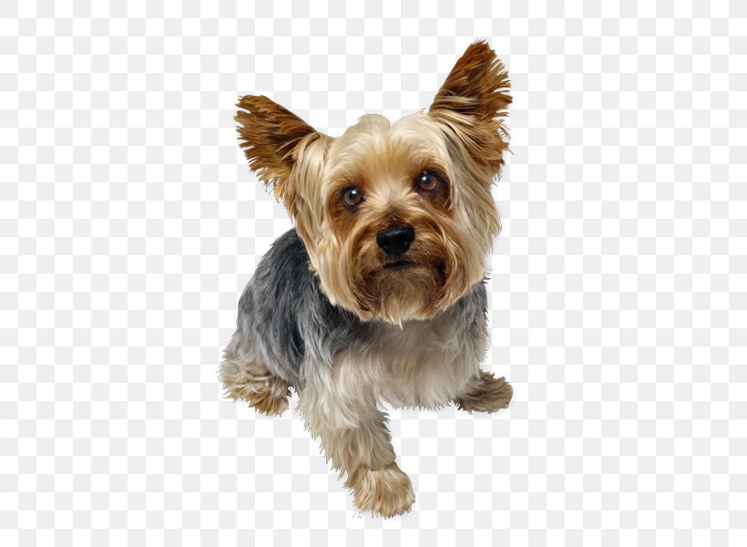 Yorkshire Terrier Australian Silky Terrier Puppy Poodle Miniature Schnauzer, PNG, 470x600px, Yorkshire Terrier, American Kennel Club, Australian Silky Terrier, Australian Terrier, Biewer Terrier Download Free
