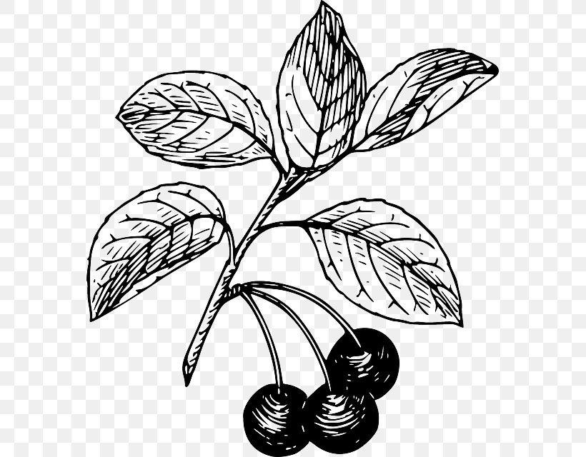 Black Cherry Bitter-berry Clip Art, PNG, 577x640px, Cherry, Artwork, Bitterberry, Black And White, Black Cherry Download Free