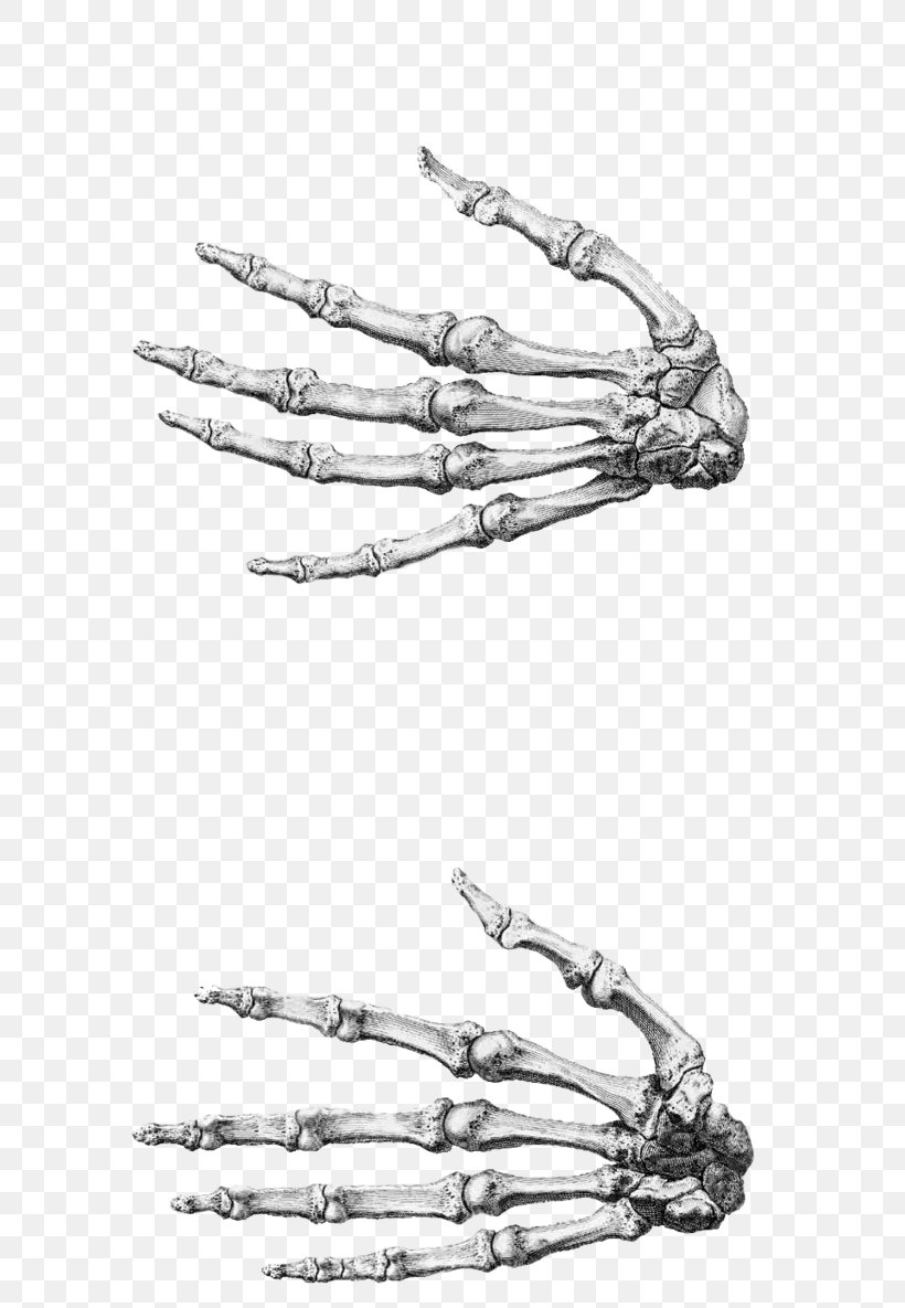 Finger Anatomy Accessory Bone Hand, PNG, 674x1185px, Finger, Accessory Bone, Anatomy, Arm, Black And White Download Free