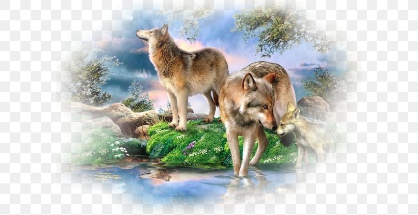 Full Moon New Moon Gray Wolf Drawing, PNG, 600x422px, Full Moon, Animal, Art, Carnivoran, Coyote Download Free
