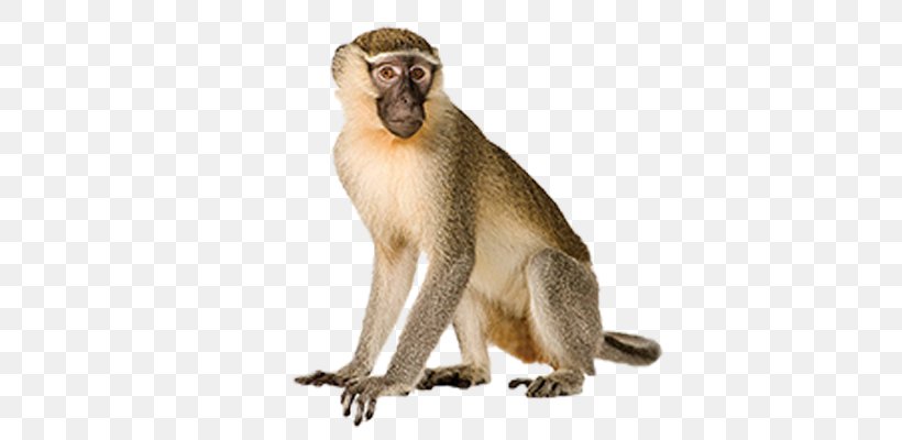 Primate Gorilla Vervet Monkey Old World Monkeys, PNG, 700x400px, Primate, Fauna, Fur, Gorilla, Macaque Download Free