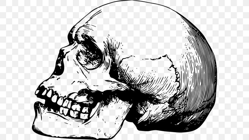 Skull Human Skeleton Bone Drawing, PNG, 610x460px, Watercolor, Cartoon, Flower, Frame, Heart Download Free