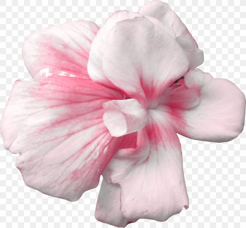 Cut Flowers Rose Plant Petal, PNG, 1200x1111px, Flower, Amaryllis, Anemone, Azalea, Cut Flowers Download Free