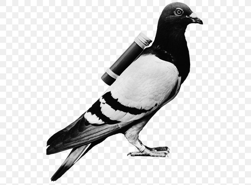 Homing Pigeon English Carrier Pigeon Racing Homer Columbidae Bird, PNG, 517x605px, Homing Pigeon, Animal, Beak, Bird, Black And White Download Free