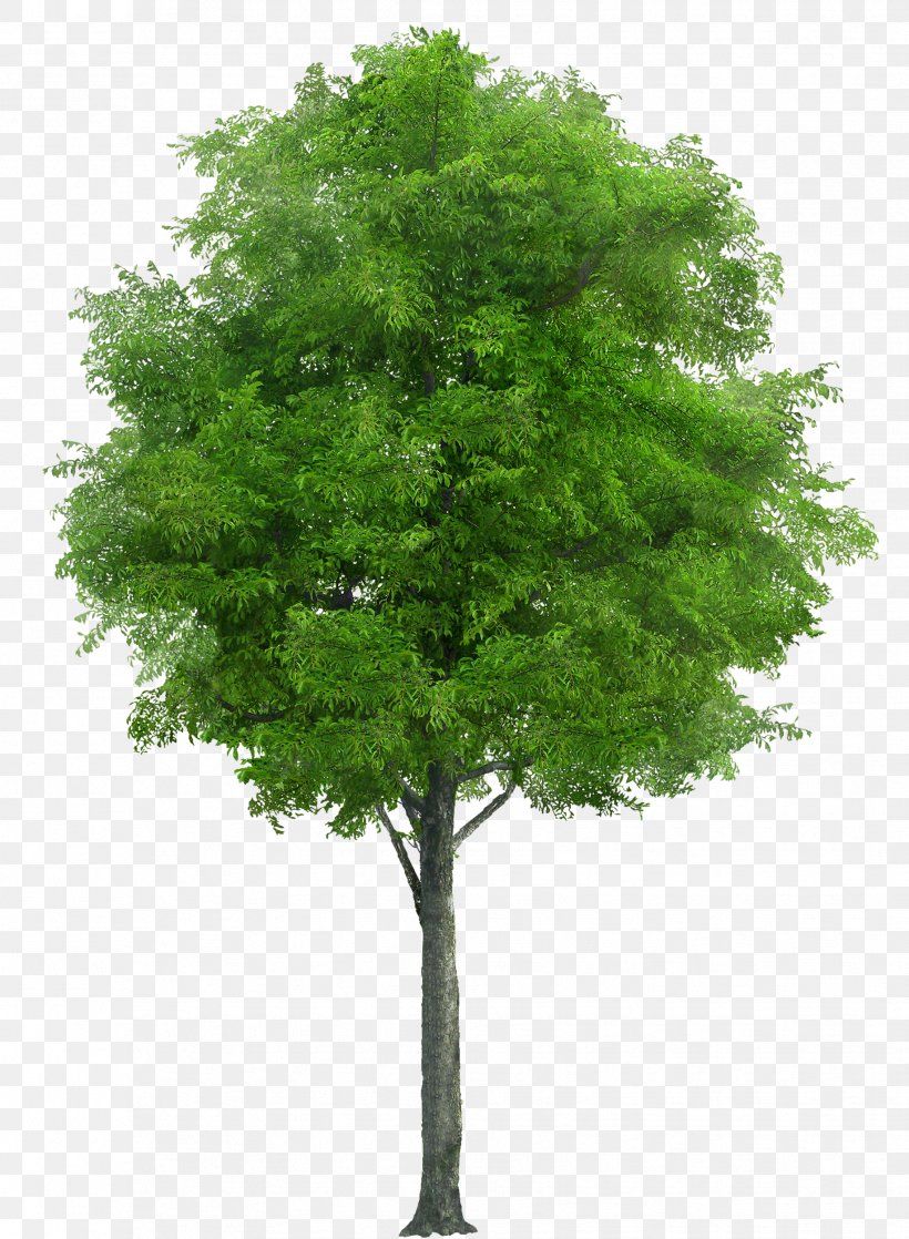 Neem Tree Neem Oil Swietenia Chinaberry, PNG, 1833x2500px, Tree, Branch, Cottonwood, Evergreen, Grass Download Free