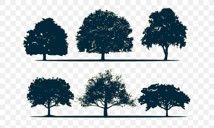 Silhouette Oak Tree, PNG, 700x490px, Silhouette, Branch, Leaf, Oak, Royaltyfree Download Free