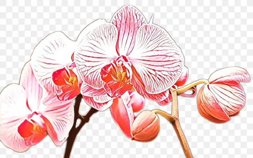 Flower Flowering Plant Moth Orchid Plant Pink, PNG, 900x563px, Cartoon, Branch, Flower, Flowering Plant, Moth Orchid Download Free