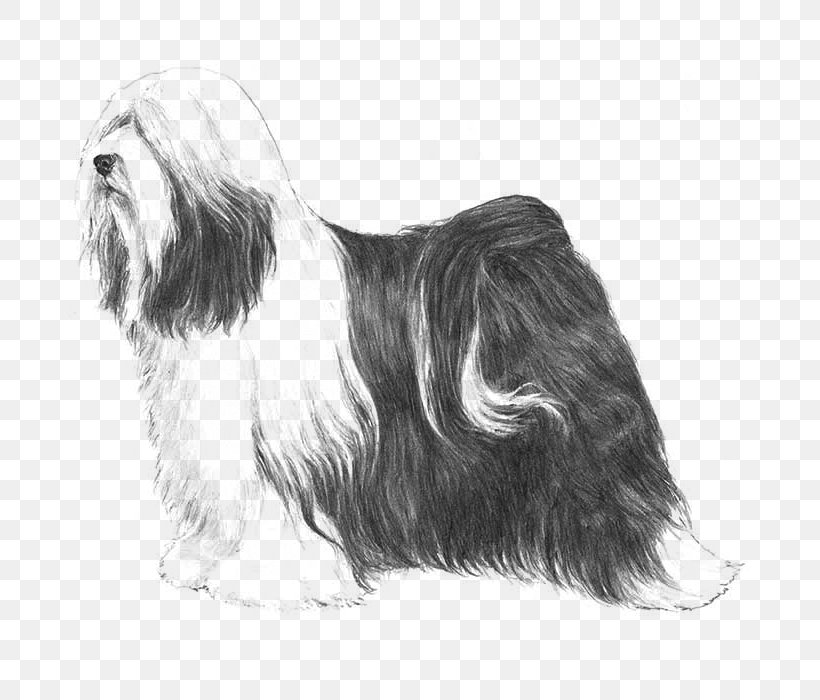 Tibetan Terrier Lhasa Apso Little Lion Dog Bearded Collie Havanese Dog, PNG, 700x700px, Tibetan Terrier, American Kennel Club, Bearded Collie, Black And White, Breed Download Free