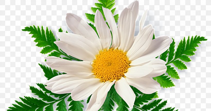 Chamomile Clip Art, PNG, 1200x630px, Chamomile, Annual Plant, Aster, Chamaemelum Nobile, Chrysanths Download Free