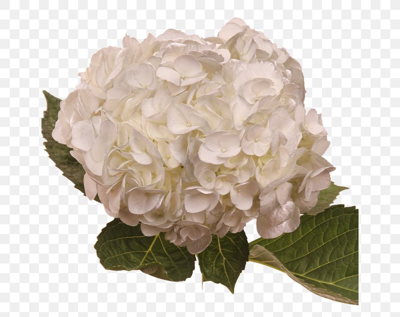 Hydrangea Cut Flowers Floral Design Petal, PNG, 650x650px, Hydrangea, Amethyst, Centifolia Roses, Cornales, Cut Flowers Download Free