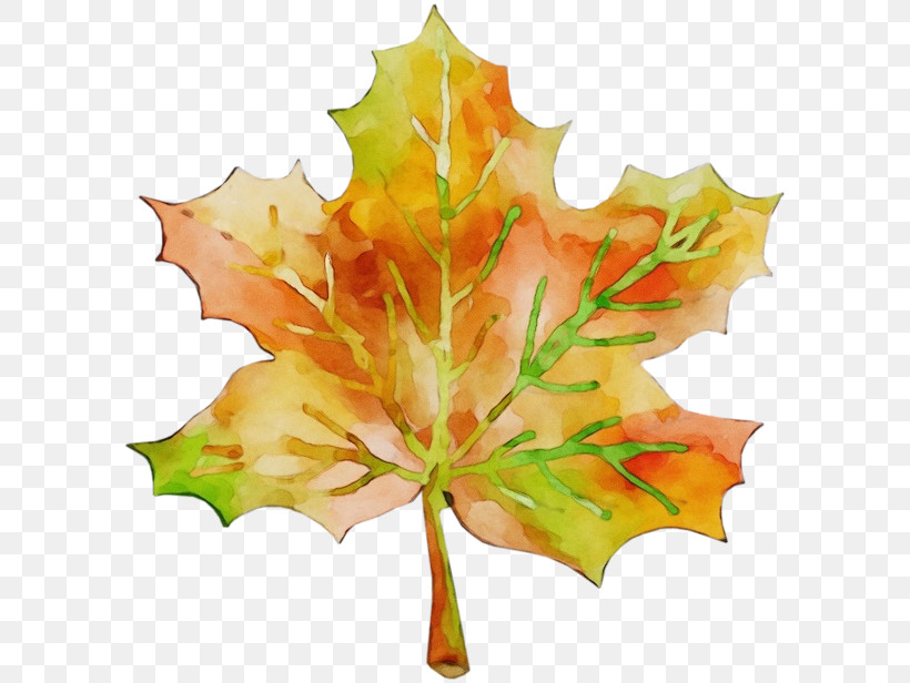 Maple Leaf, PNG, 600x616px, Watercolor, Autumn, Black Maple, Black Oak, Deciduous Download Free