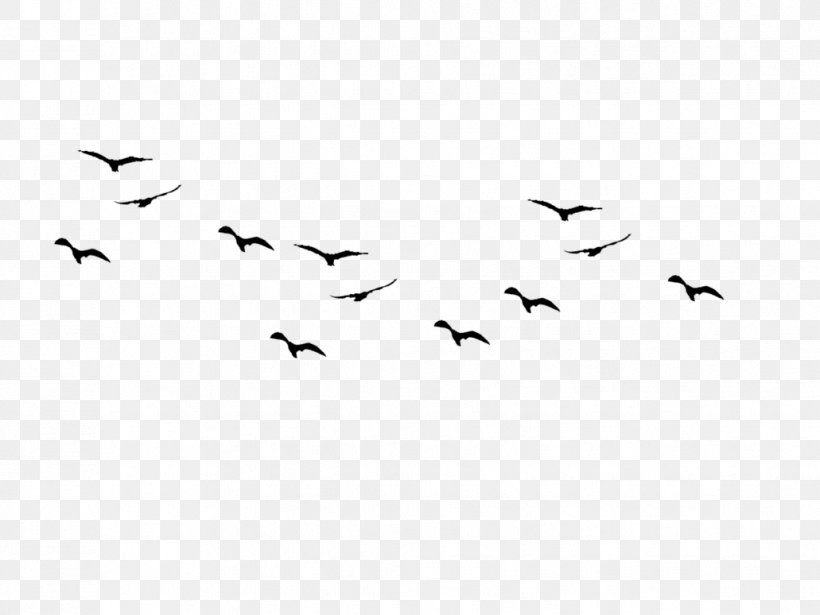 Bird Flight Bird Flight Flock Bird Migration, PNG, 1031x774px, Watercolor, Cartoon, Flower, Frame, Heart Download Free